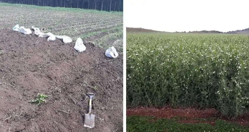 گچ مخصوص کشاورزی